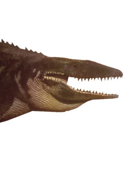 Tylosaurus photo