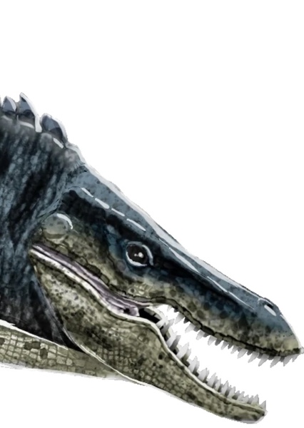 Tylosaurus photo
