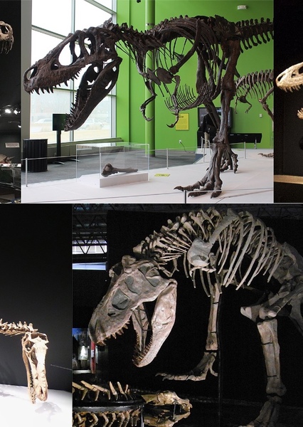 Tyrannosauridae