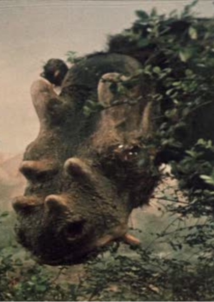 Uintatherium photo