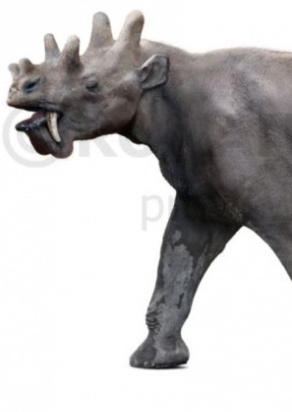 Uintatherium photo