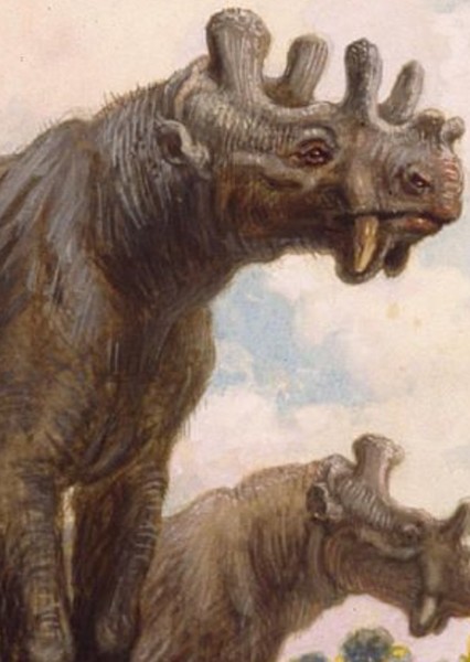 Uintatherium photo