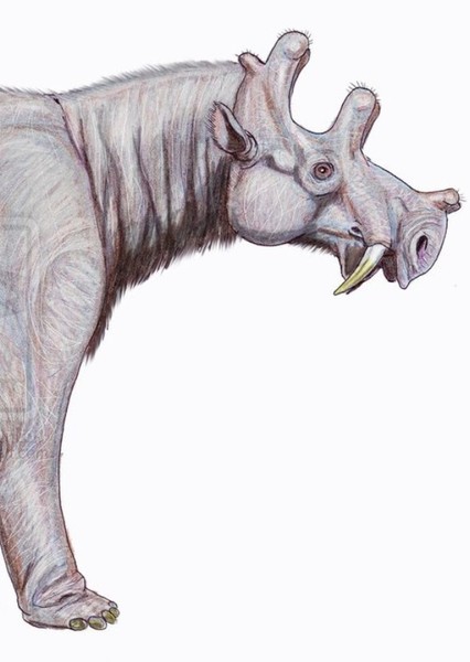 Uintatherium photo