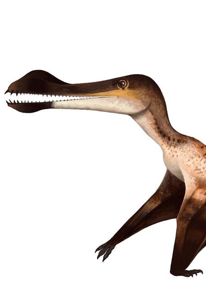 Uktenadactylus photo
