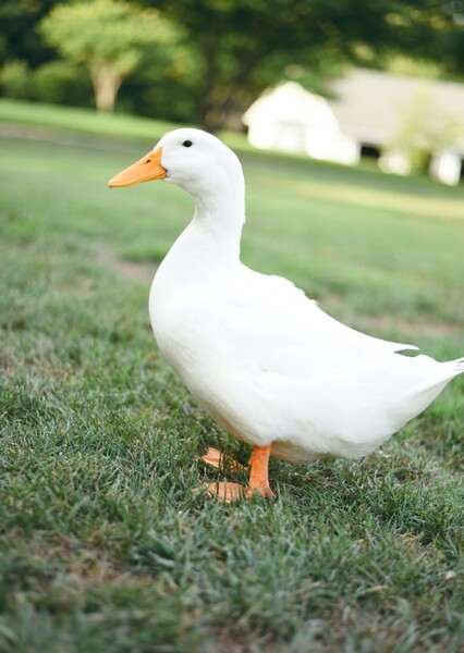 Un Pato