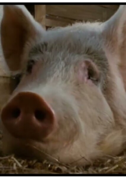 Uncle the Pig (Charlotte's Web) photo