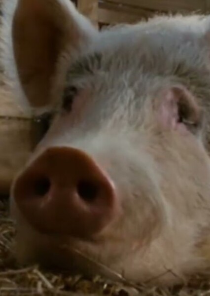 Uncle the Pig (Charlotte's Web) photo