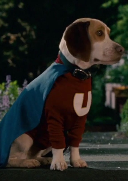 Underdog photo