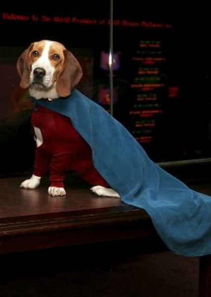 Underdog photo