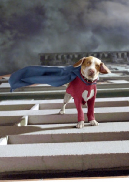 Underdog photo