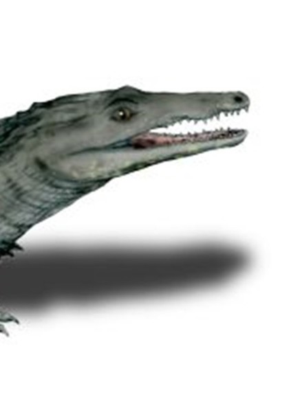 unnamed Bernissartiid