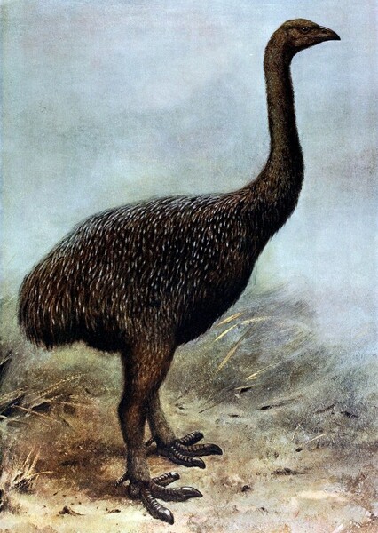 Upland Moa