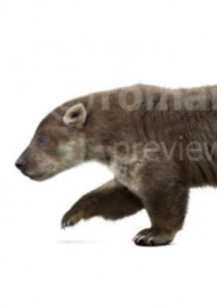 Ursavus