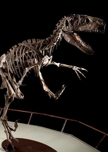 Utahraptor photo