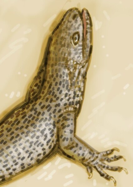 Vadasaurus
