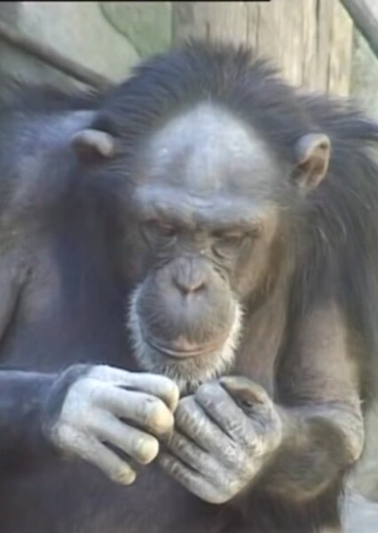 Valentino Chimpanzee And Orangutan
