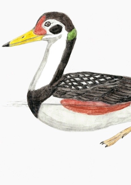 Vegavis