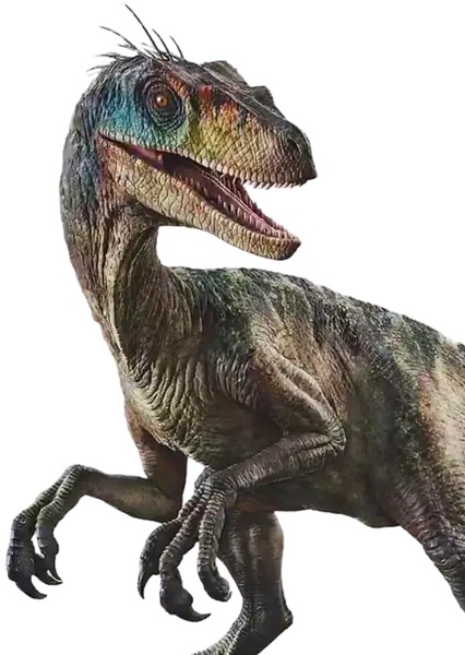 Velociraptor photo