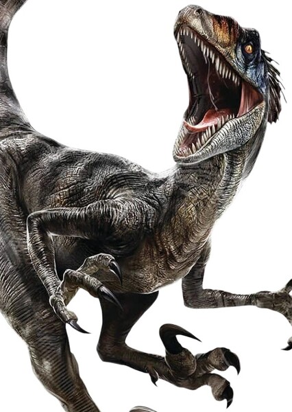 Velociraptor photo