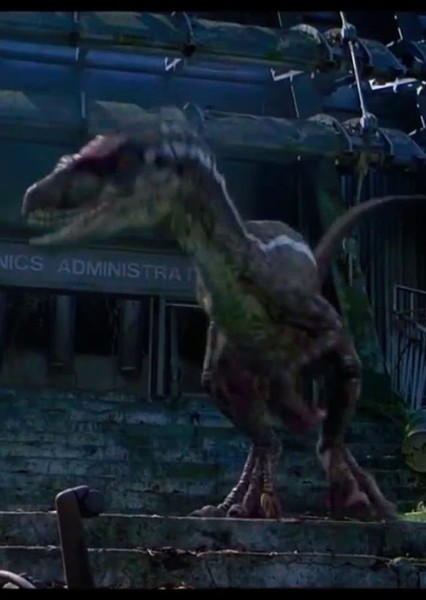 Velociraptor photo