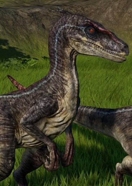 Velociraptor photo