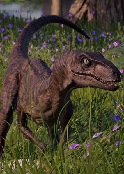 Velociraptor photo