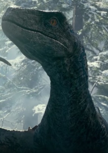 Velociraptor photo
