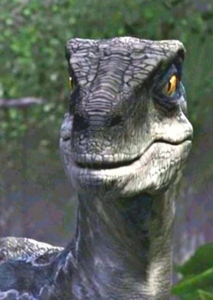 Velociraptor photo