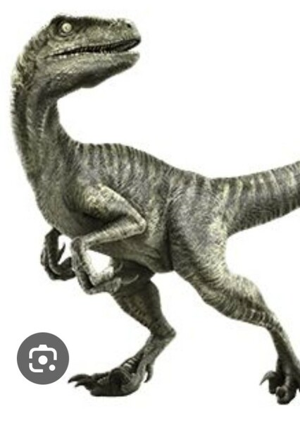 Velociraptor photo