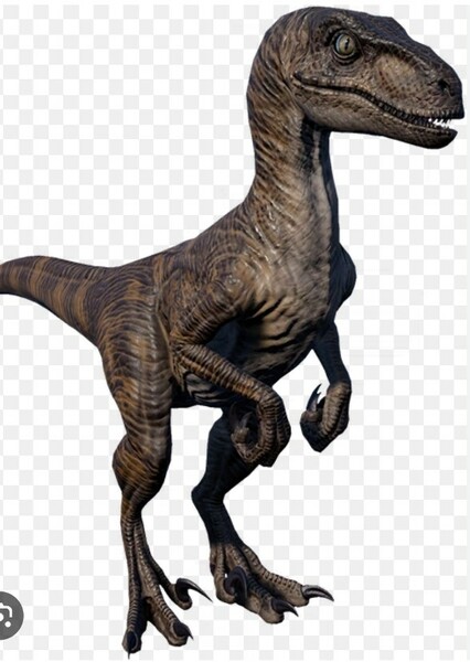 Velociraptor photo