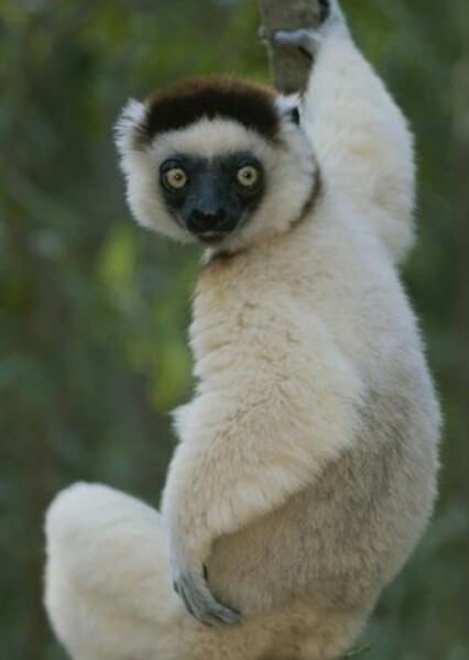 Verreaux's sifaka