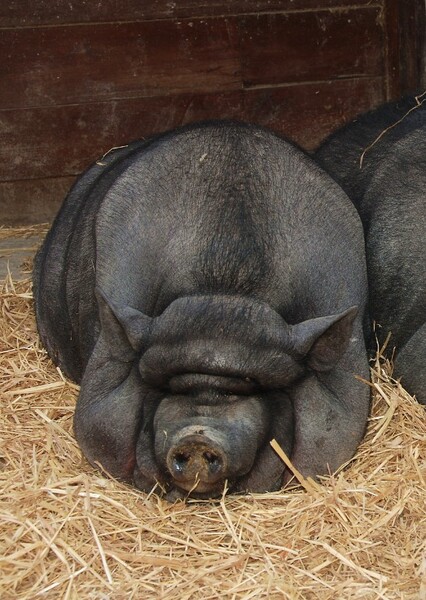 Vietnamese Pot-Bellied Pig