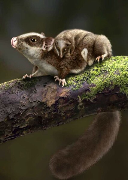 Vilevolodon