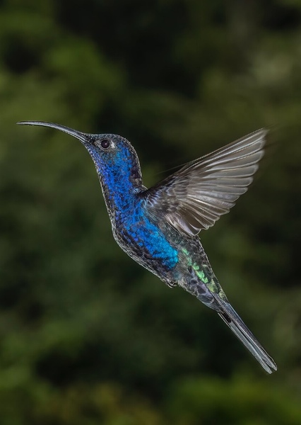 Violet Sabrewing