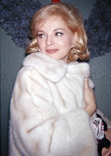 Virna Lisi photo