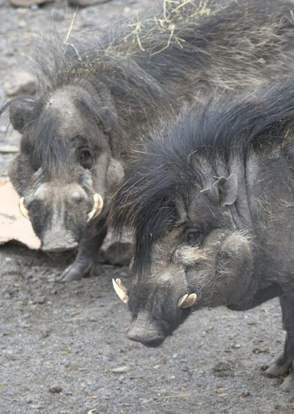 Visayan Warty Pig