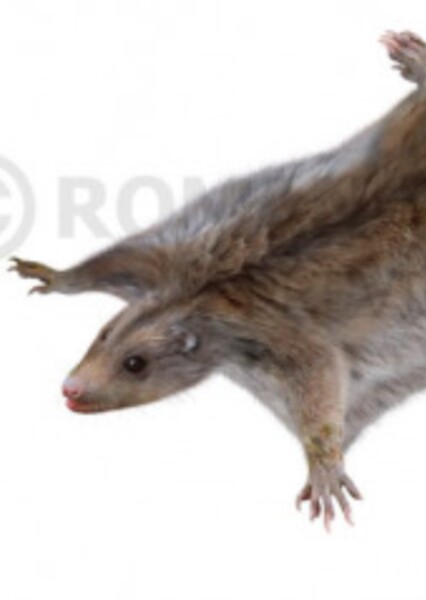 Volaticotherium