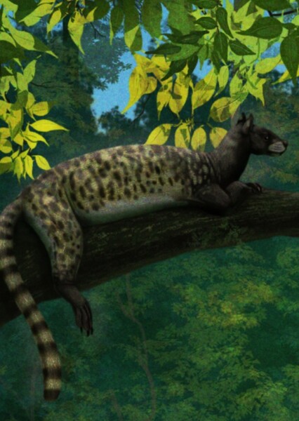Vulpavus