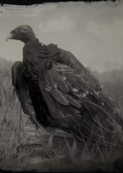 Vulture