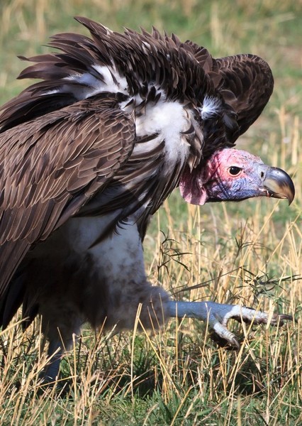 Vulture photo