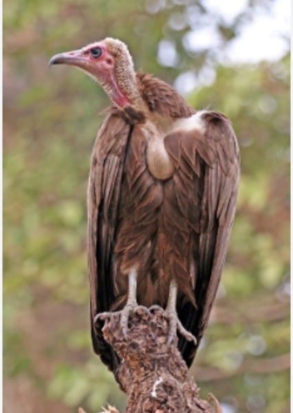 Vulture Sound effects