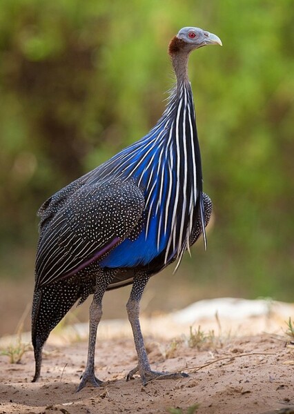Vulturine Guineafowl