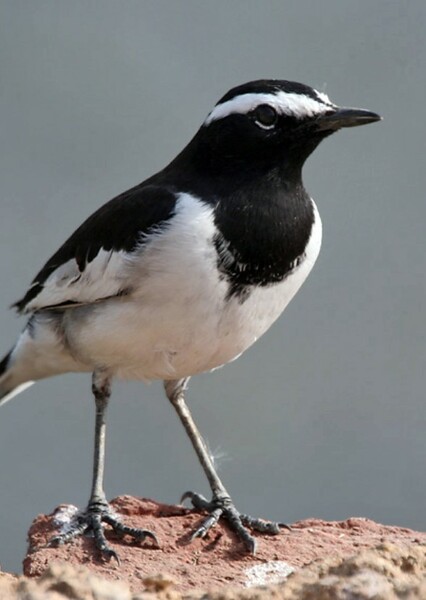 Wagtail