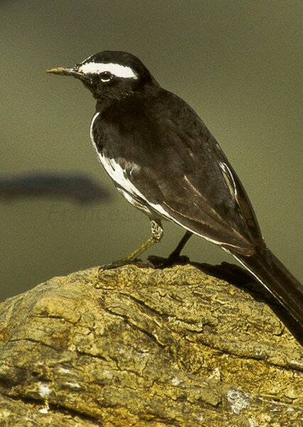 Wagtail