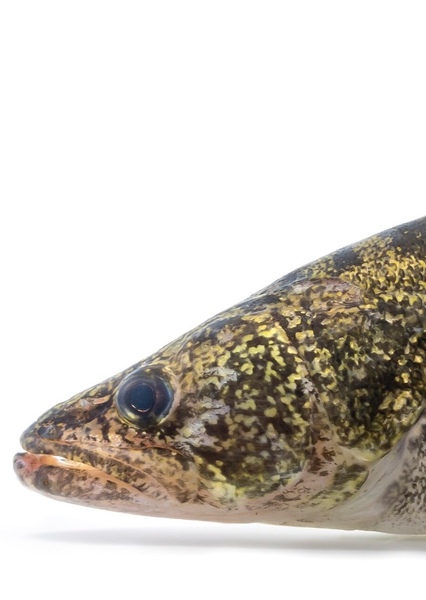 Walleye (Fish)