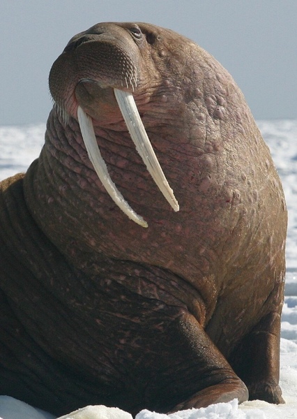 Walrus