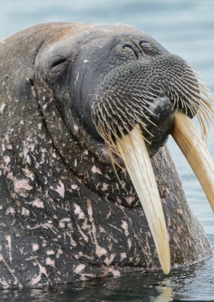 Walrus