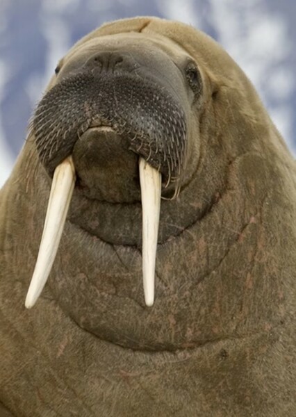 Walrus