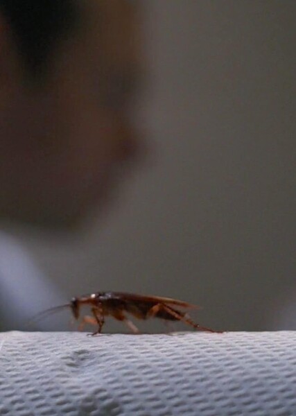 War of the Coprophages photo