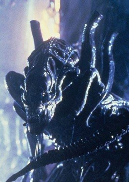 Warrior Xenomorph photo